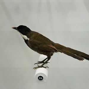 Eastern Whipbird (Psophodes olivaceus)