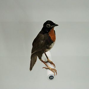 Chowchilla (Orthonyx spaldingii)