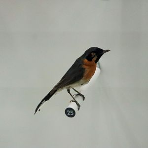 Spectacled Monarch (Symposiachrus trivirgatus)
