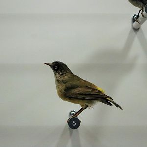 Yellow-rumped Thornbill (Acanthiza chrysorrhoa)