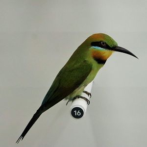 Rainbow Bee-eater (Merops ornatus)