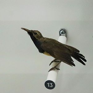 Olive-backed Sunbird (Cinnyris jugularis)