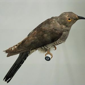 Oriental Cuckoo (Cuculus saturatus)