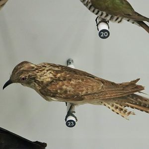 Pallid Cuckoo (Cacomantis pallidus)