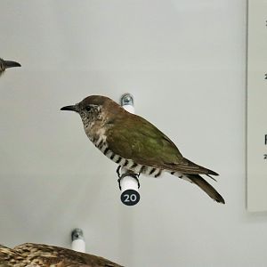 Shining Bronze-cuckoo (Chrysococcyx lucidus)