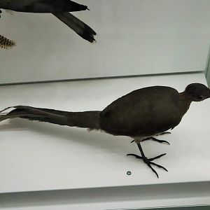 Female Superb Lyrebird (Menura novaehollandiae)