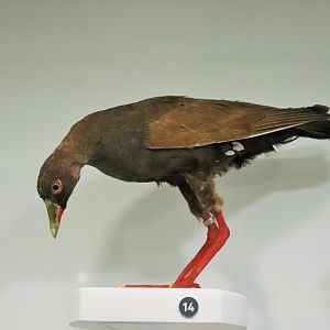 Black-tailed Nativehen (Tribonyx ventralis)