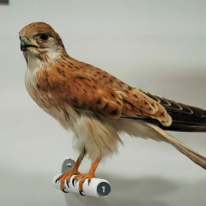 Nankeen Kestrel (Falco cenchroides)