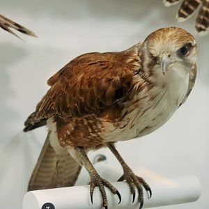 Brown Falcon (Falco berigora)