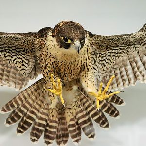 Peregrine Falcon (Falco peregrinus)