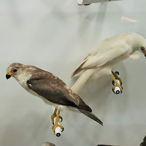 Grey Goshawks (Accipiter novaehollandiae)