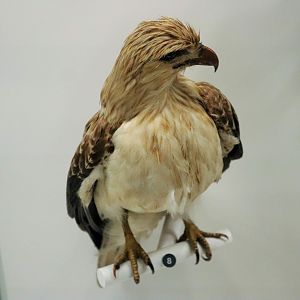 Whistling Kite (Haliastur sphenurus)