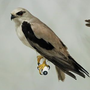 Black-shouldered Kite (Elanus axillaris)