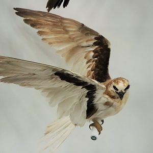 Letter-winged Kite (Elanus scriptus)