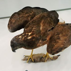 Swamp Harrier (Circus approximans)