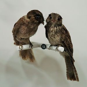 Australian Owlet-nightjar (Aegotheles chrisoptus)