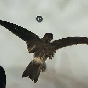 Australian Swiftlet (Aerodramus terraereginae)