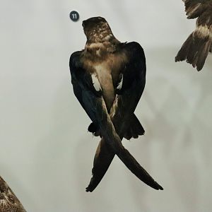 White-throated Needletail (Hirundapus caudacutus)