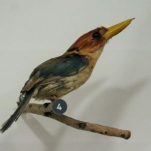 Yellow-billed Kingfisher (Syma torotoro)