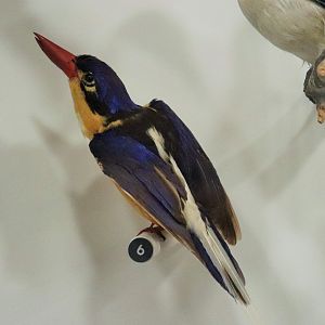 Buff-breasted Paradise-Kingfisher (Tanysiptera sylvia)