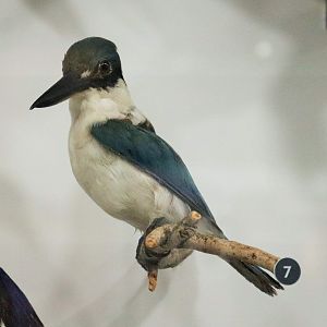 Collared Kingfisher (Todiramphus chloris)