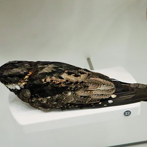 White-throated Nightjar (Eurostopodus mystacalis)