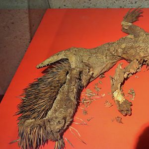 Perentie and Echidna