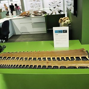 Sawfish Rostrums