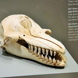 False Killer Whale Skull