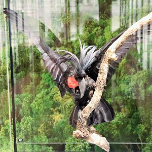 Palm Cockatoo (Probosciger aterrimus)