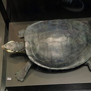 Southern Snapping Turtle (Elseya albagula)