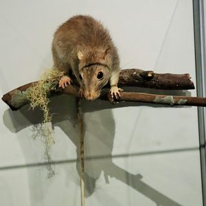 Giant White-tailed Rat (Uromys caudimaculatus)