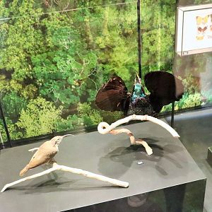 Paradise Riflebird (Ptiloris paradiseus)