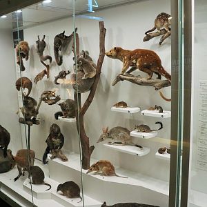 Mammal Display