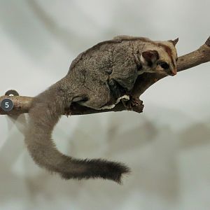 Sugar Glider (Petaurus breviceps)