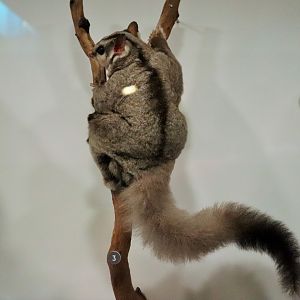 Squirrel Glider (Petaurus norfolcensis)