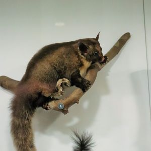 Yellow-bellied Glider (Petaurus australis)