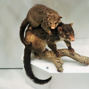 Short-eared Brush-tail Possum (Trichosurus caninus)
