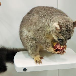 Common Brush-tail Possum (Trichosurus vulpecula)