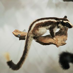 Striped Possum (Dactylopsila trivirgata)