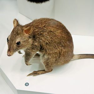 Long-nosed Potoroo (Potorous tridactylus)