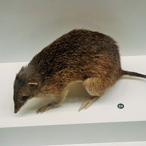 Northern Brown Bandicoot (Isoodon macrourus)
