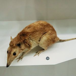 Long-nosed Bandicoot (Perameles nasuta)