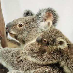 Koala (Phascolarctos cinereus)