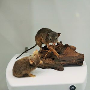 Yellow-footed Antechinus (Antechinus flavipes)