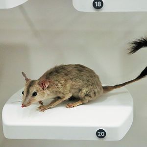 Brush-tailed Phascogale (Phascogale tapoatafa)