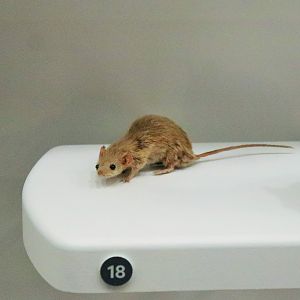 Common Planigale (Planigale maculata)