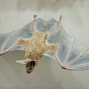 Ghost Bat (Macroderma gigas)