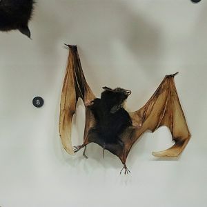 Yellow-bellied Sheath-tailed Bat (Saccolaimus flaviventris)