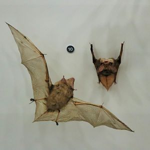 Gould's Long-eared Bat (Nyctophilus gouldi)